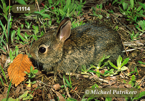 Eastern Cottontail (Sylvilagus floridanus)